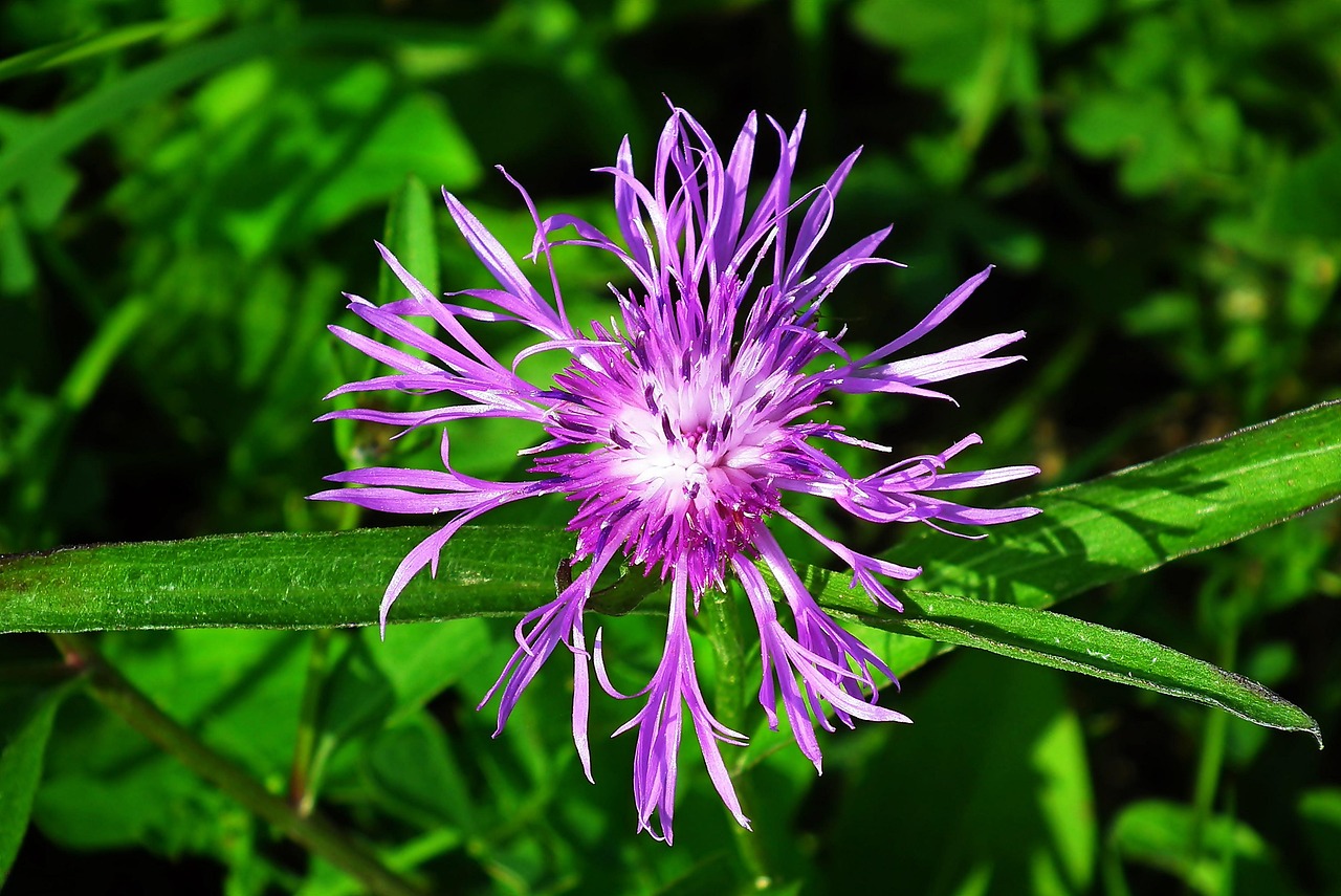 23. Bergamot (Monarda) - The Peppery Powerhouse (image credits: pixabay)