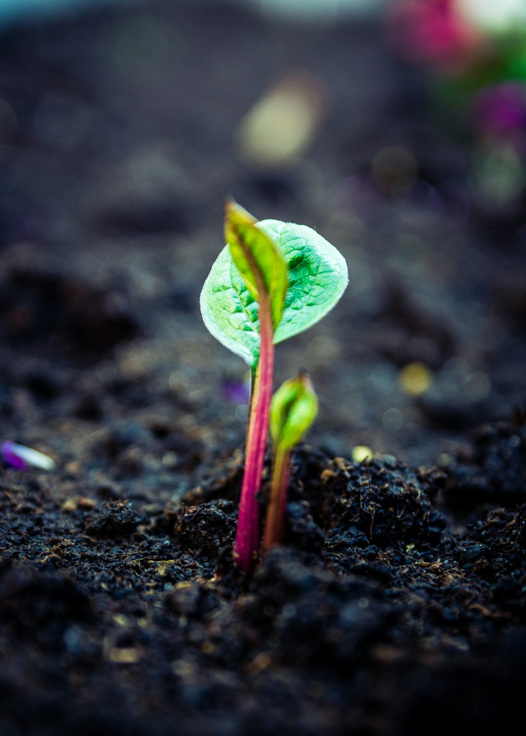 1. Skip Raised Beds and Grow in the Ground (image credits: unsplash)
