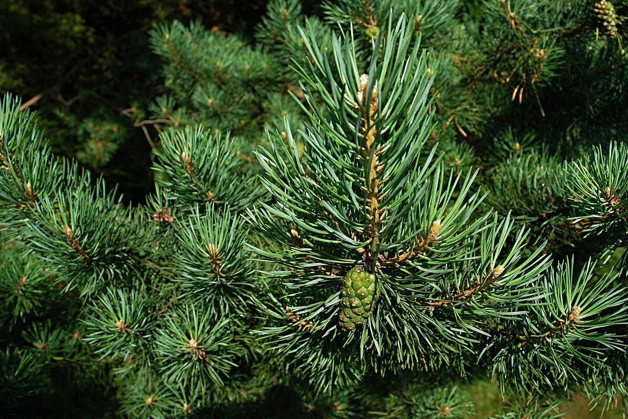 The Big Pine Trail, California (image credits: pixabay)