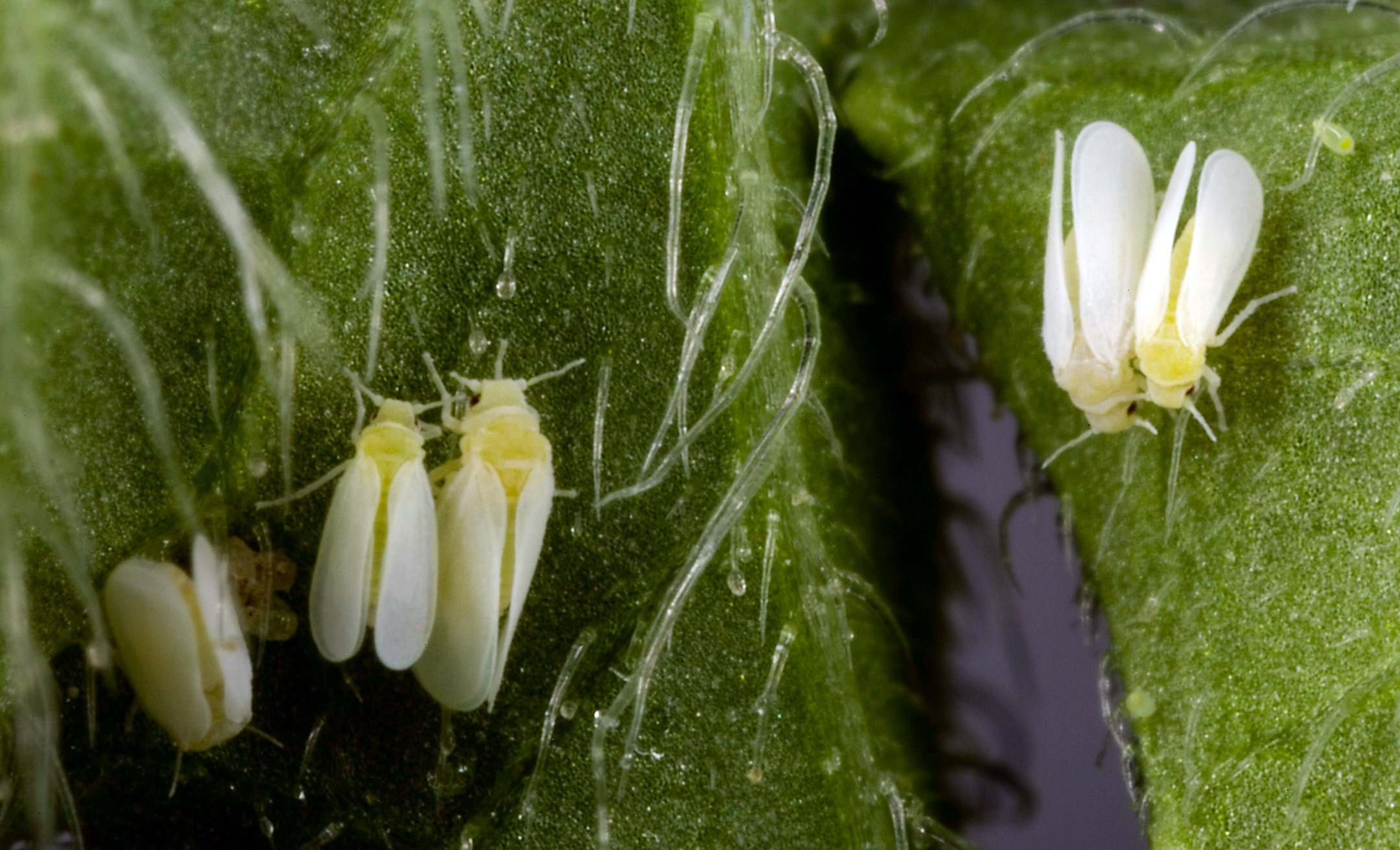 12. Whiteflies: The Persistent Cloud of Trouble (image credits: wikimedia)