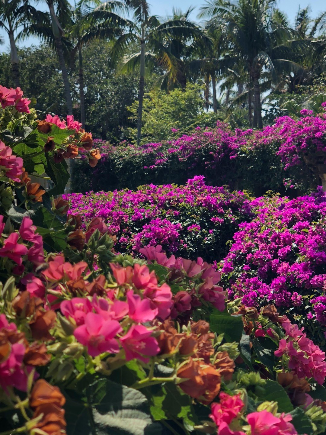 Naples Botanical Garden (image credits: unsplash)