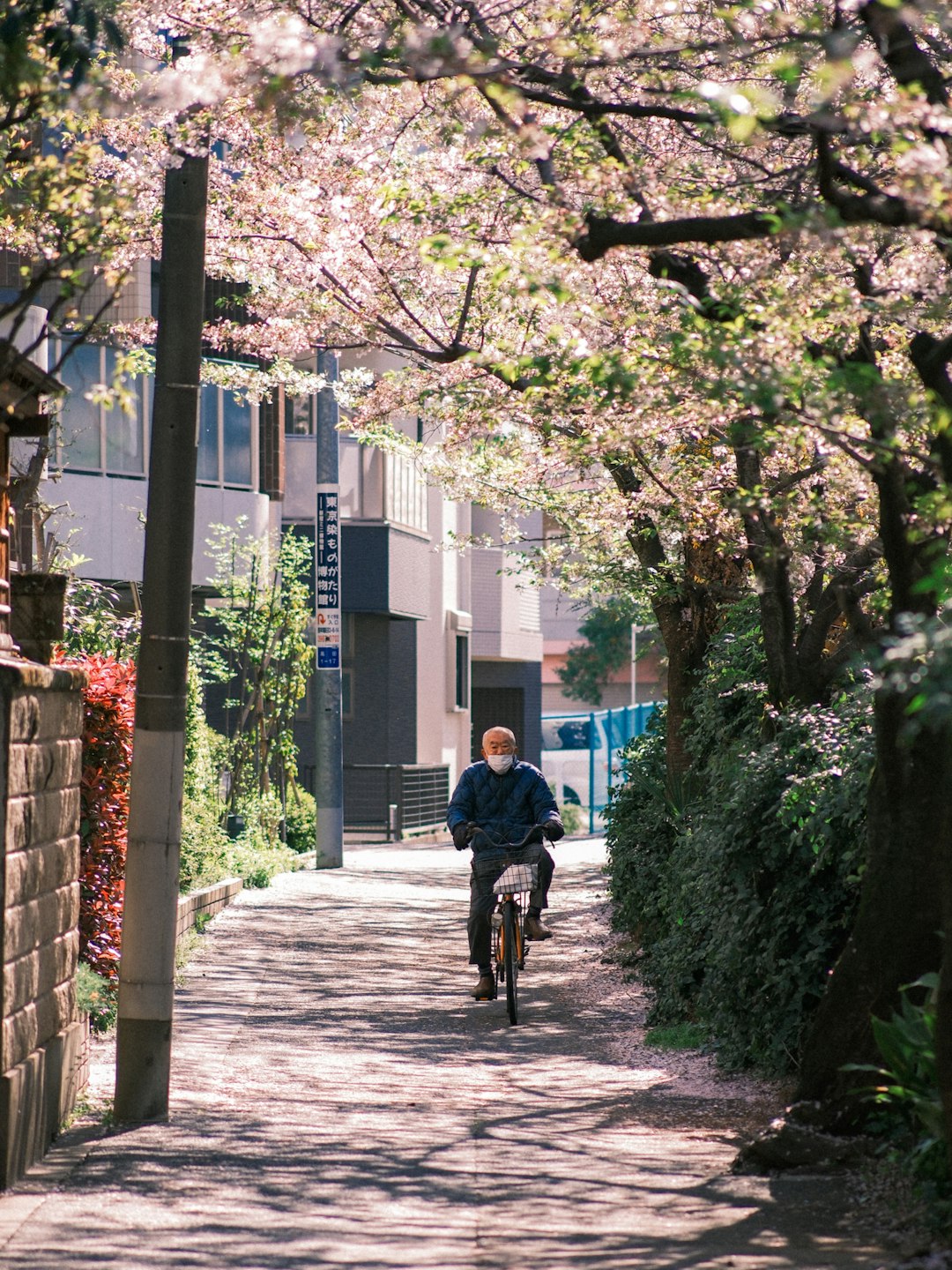 Japan: Where Longevity Is a Way of Life (image credits: unsplash)