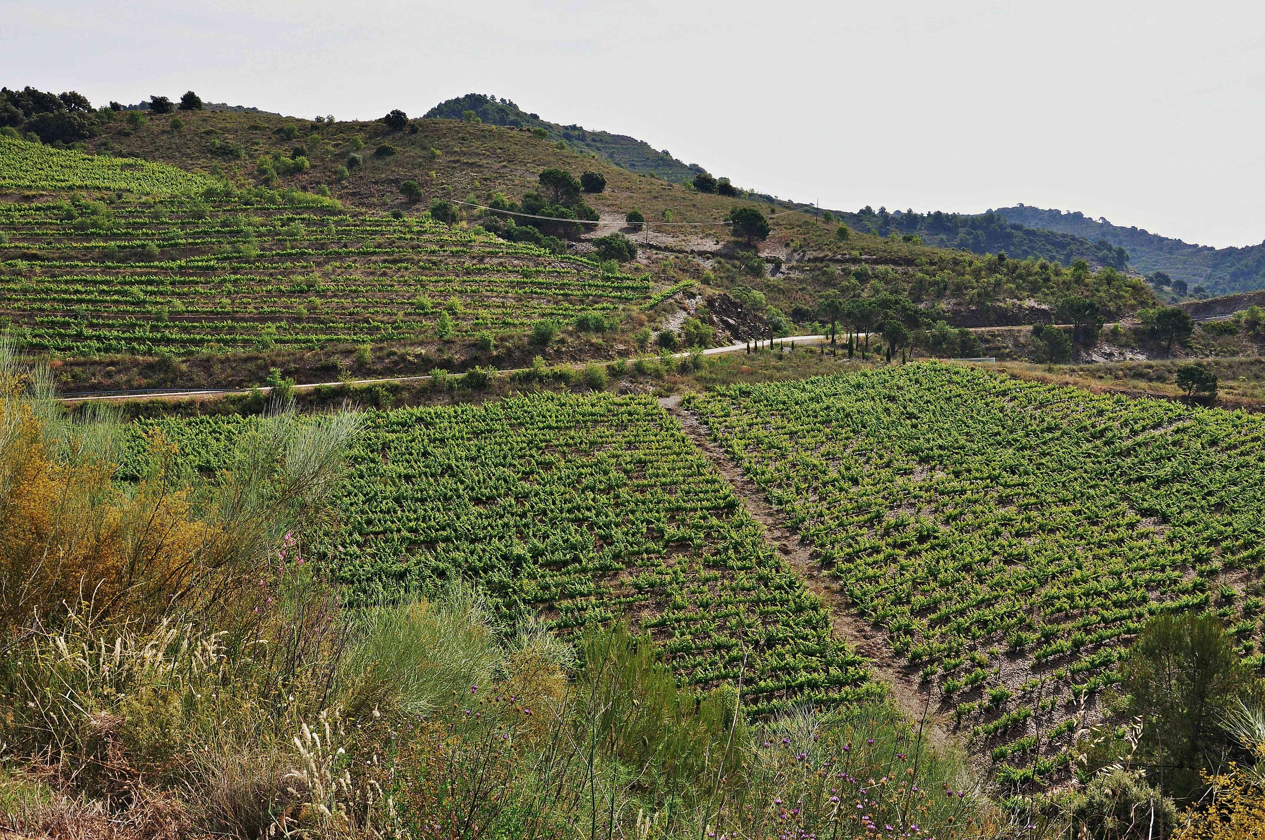 Spain's Priorat Wine Region (image credits: wikimedia)