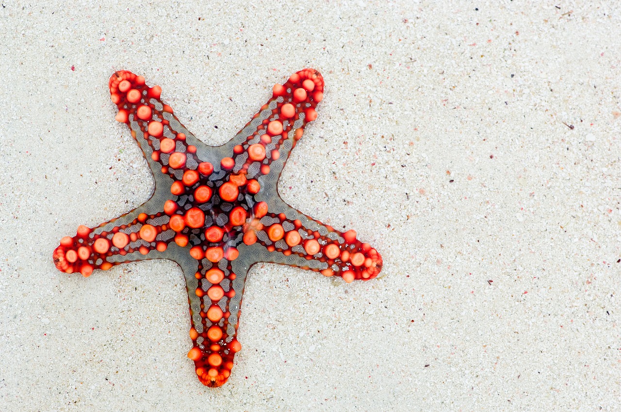 Grilled Starfish: An Unexpected Sea Treasure (image credits: pixabay)