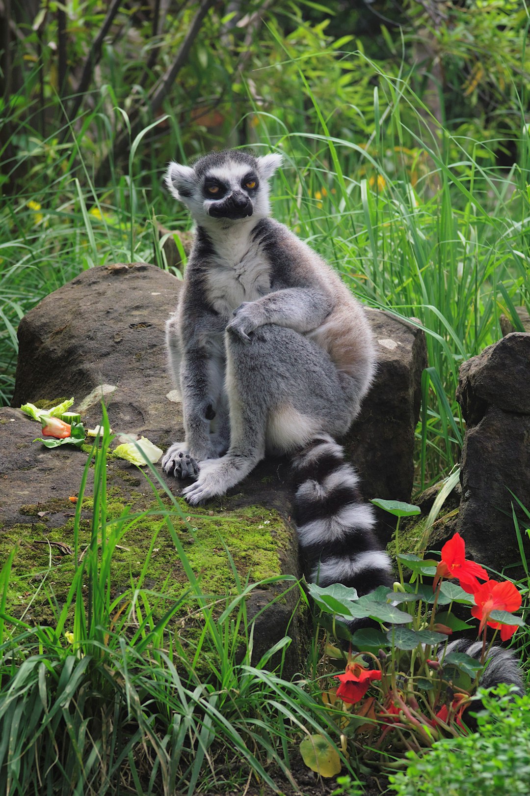 10. Madagascar: Biodiversity Crisis Spurs Emergency Measures (image credits: unsplash)