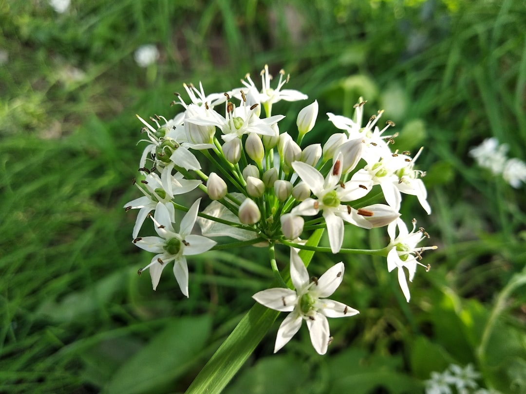 7. Onions & Garlic - The Allium Alliance (image credits: unsplash)