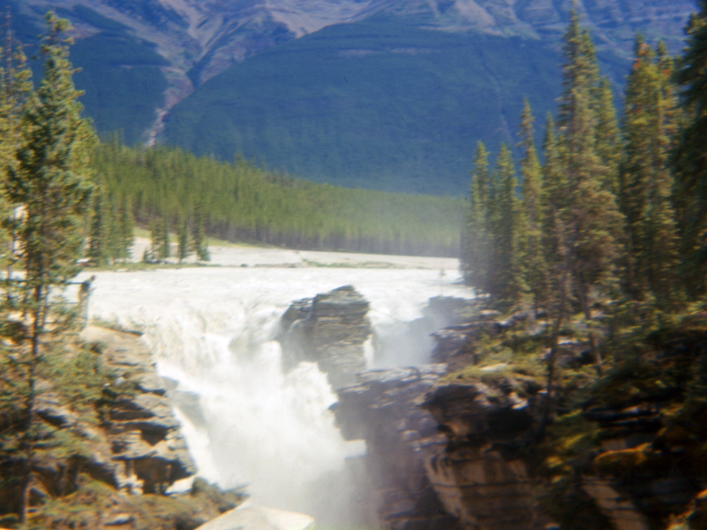 Jasper Wild Beauty with Company (image credits: wikimedia)