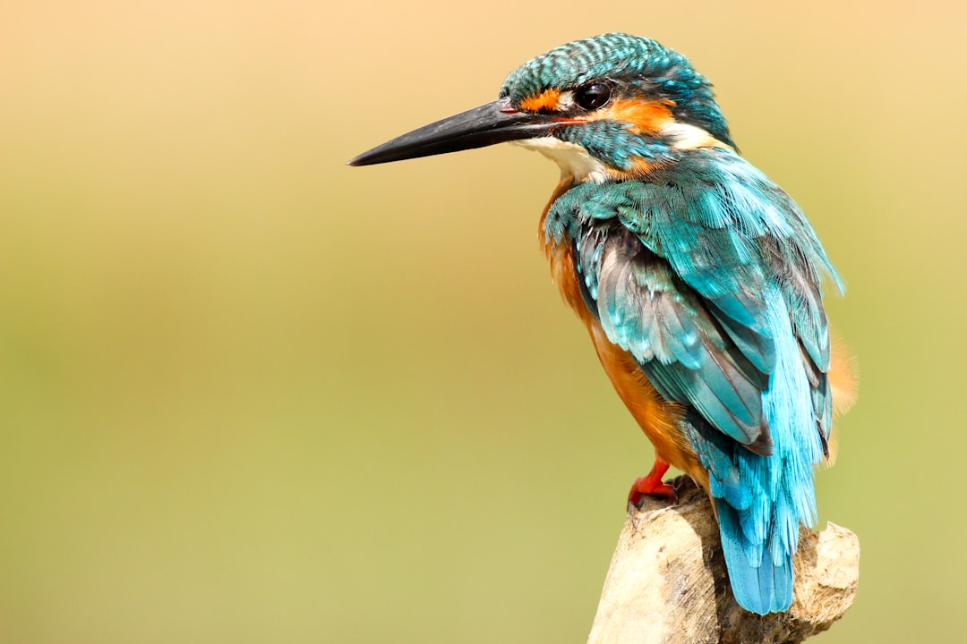 Habitat Loss and Fragmentation (image credits: unsplash)