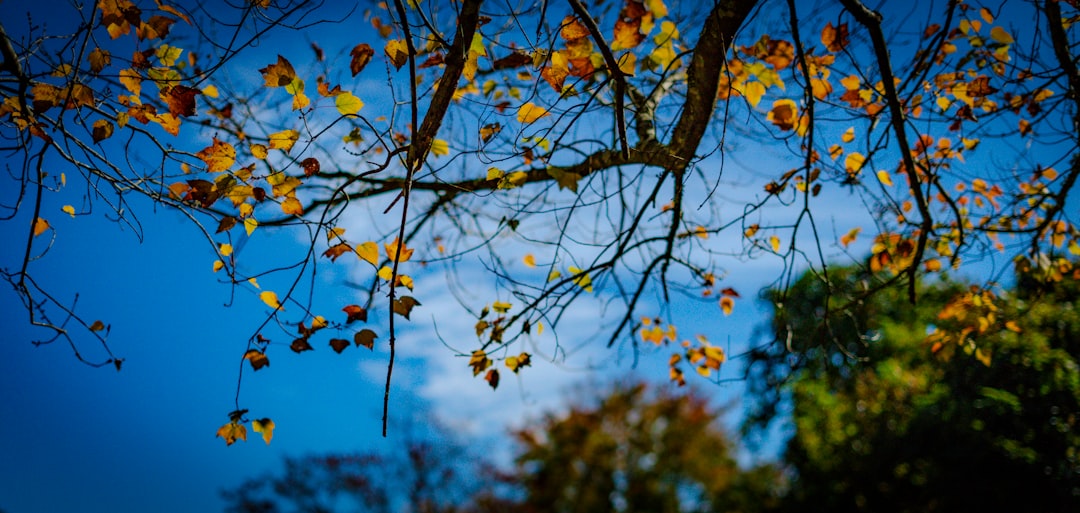 United States: A Patchwork of Seasons (image credits: unsplash)