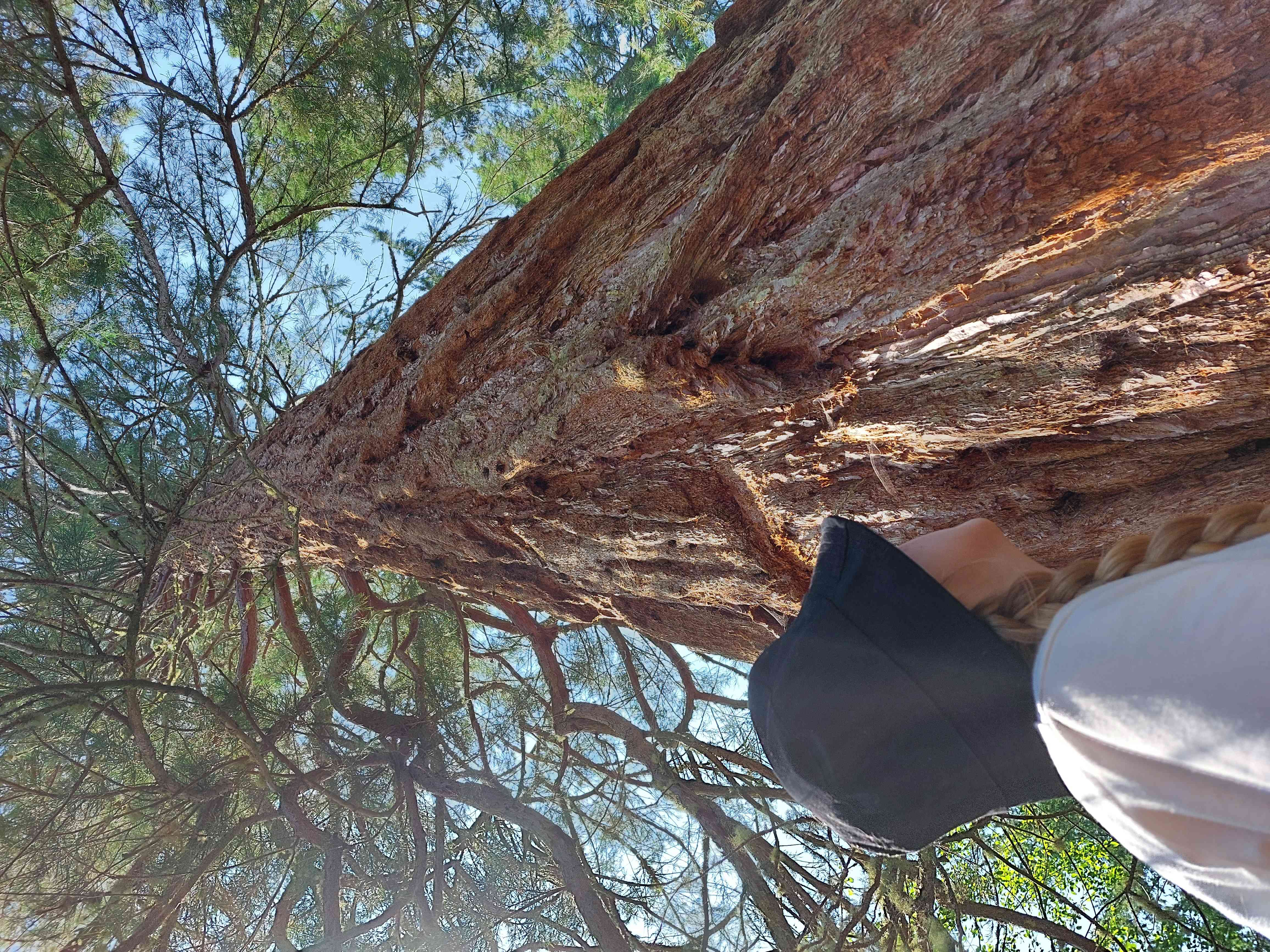 Redwood National and State Parks: Where Giants Grow (image credits: wikimedia)