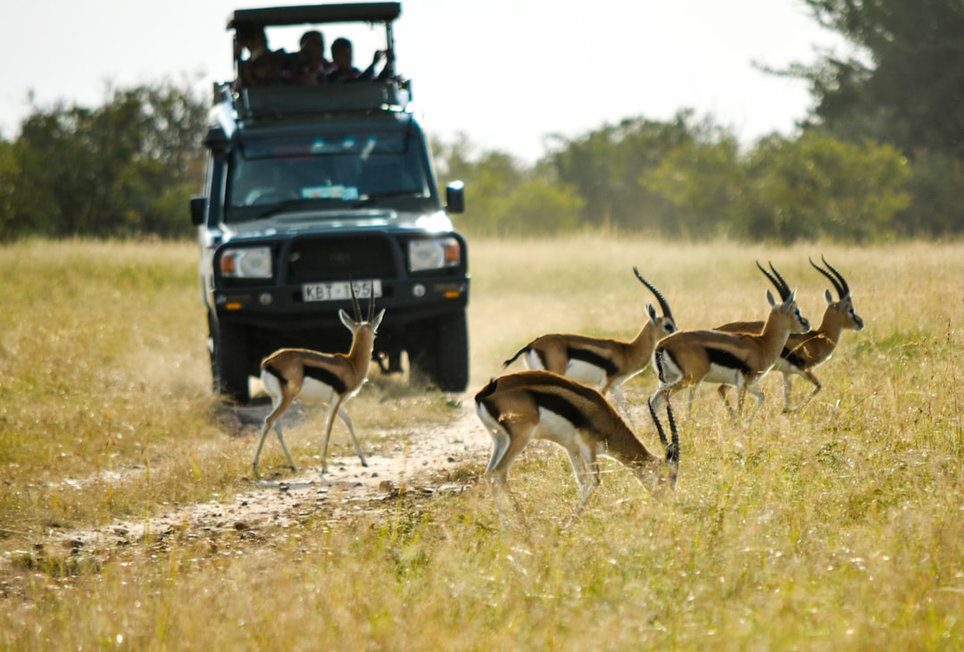Kenya: Africa’s Safari and Adventure Hub (image credits: unsplash)