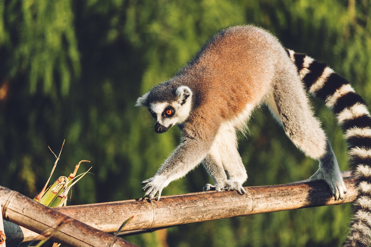 Madagascar Biodiversity on the Brink (image credits: pixabay)