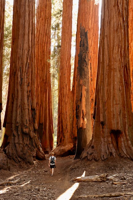 5. Redwood National and State Parks - The Foggy Tree Hunt (image credits: pexels)