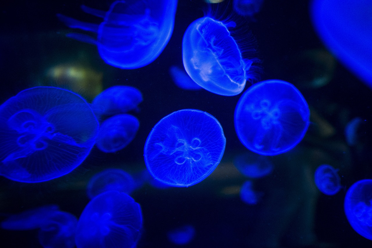 Bioluminescent Waves (image credits: pixabay)