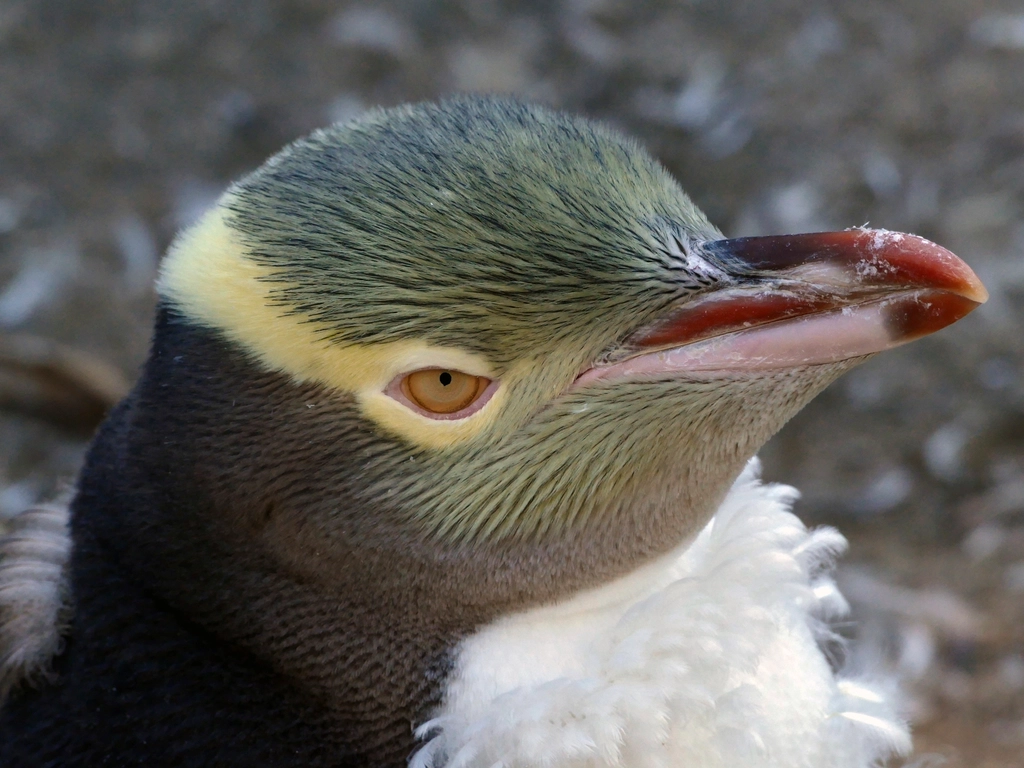 New Zealand: Saving Endangered Wildlife (image credits: rawpixel)