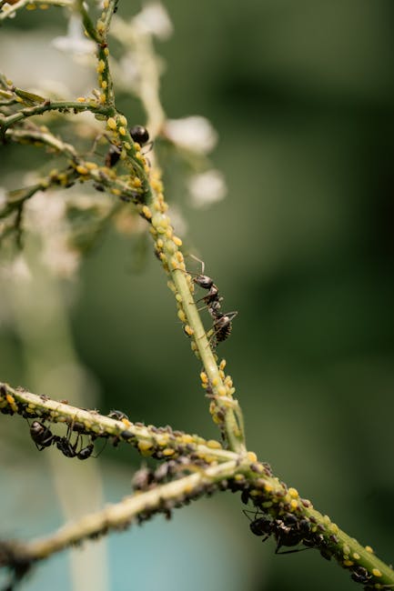 16. Aphids: Tiny Vampires with Big Appetites (image credits: pexels)