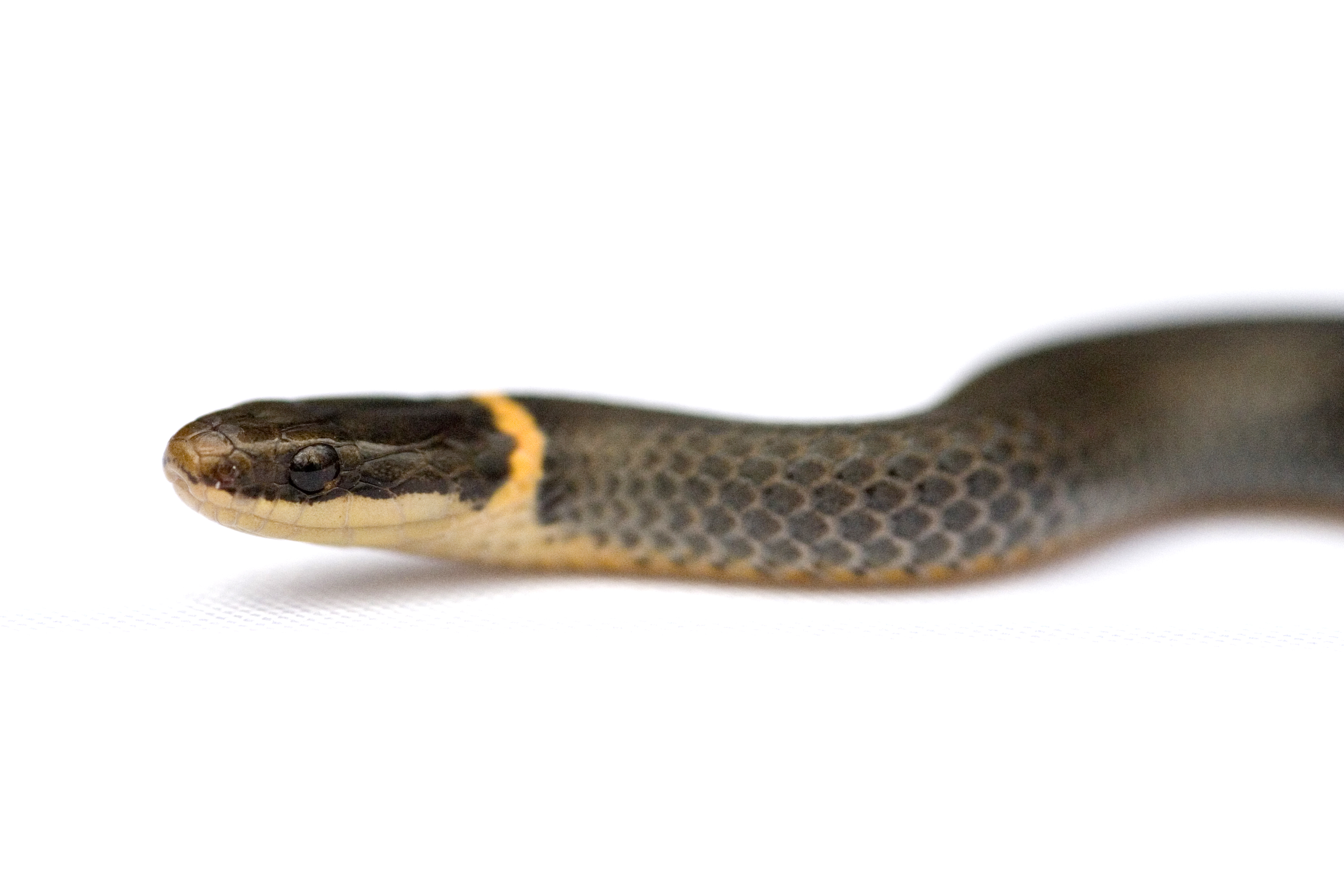 The Elegant Ring-Necked Snake