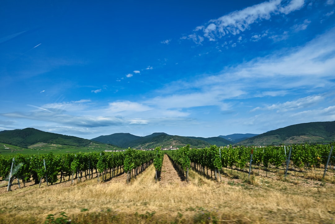 Where Grape Vines Meet Mountains (image credits: unsplash)