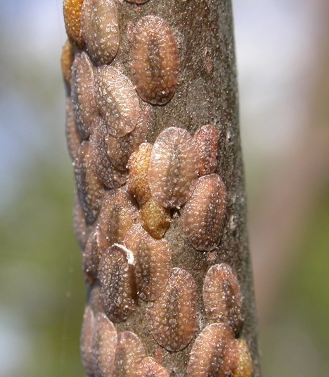 4. Scale Insects: The Armored Plant Parasites (image credits: wikimedia)