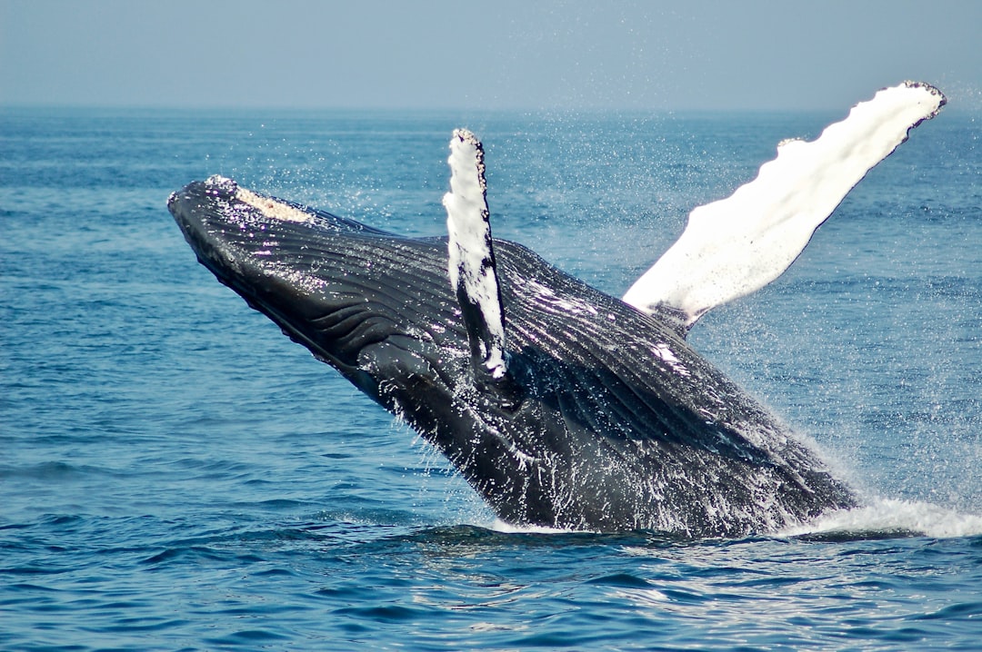 Whale Watching (image credits: unsplash)