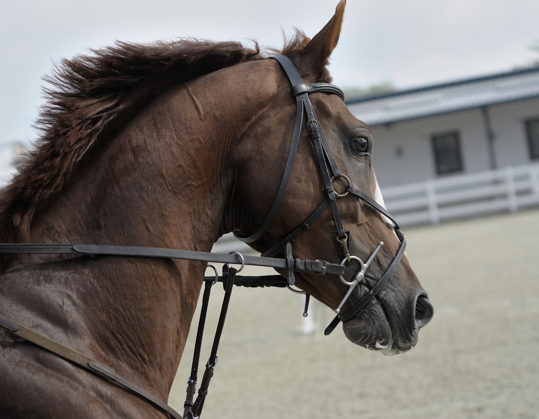 Kentucky: A Bourbon and Horse Racing Paradise (image credits: unsplash)