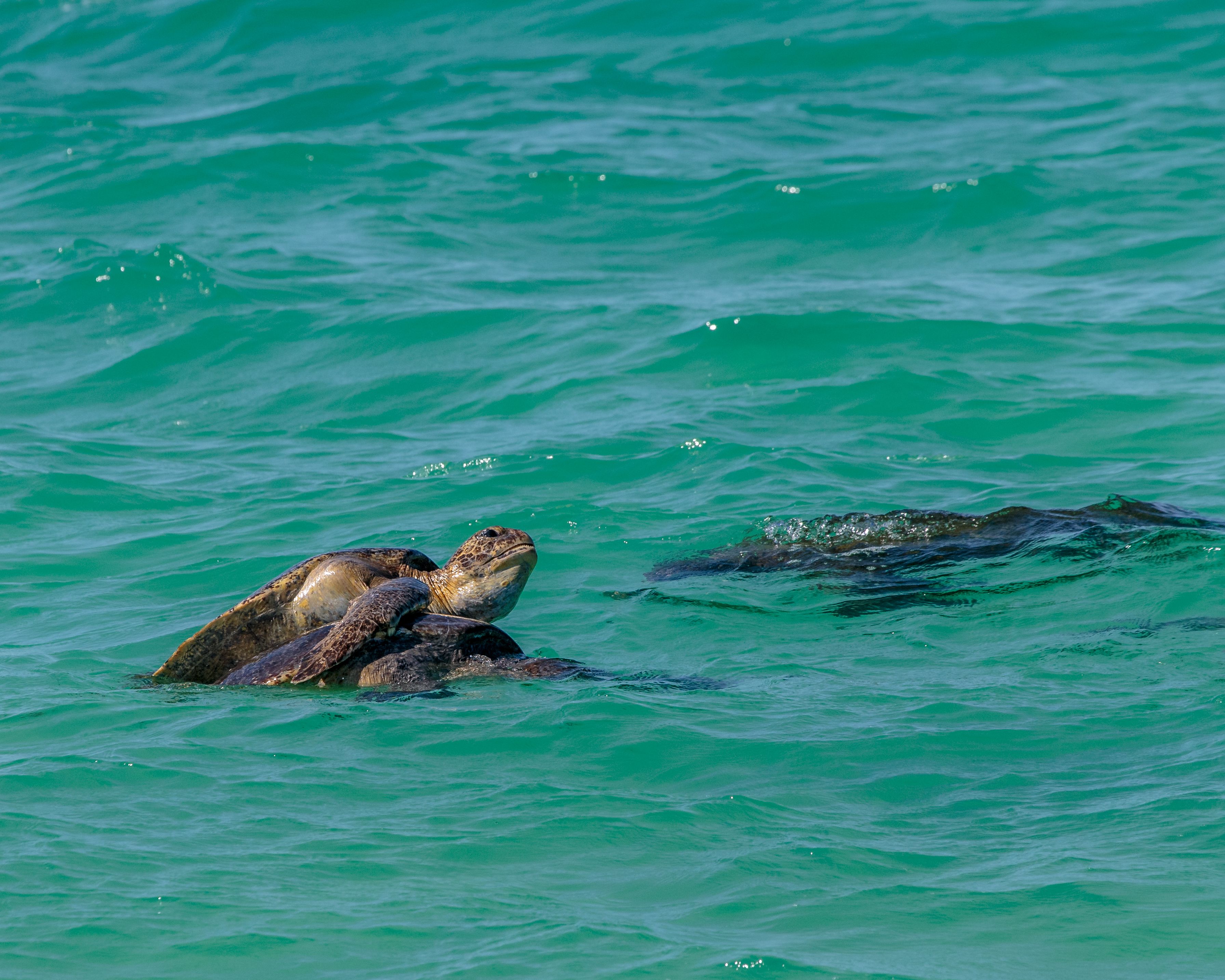 The Galapagos Islands Ecuador Wild and Wary (image credits: wikimedia)