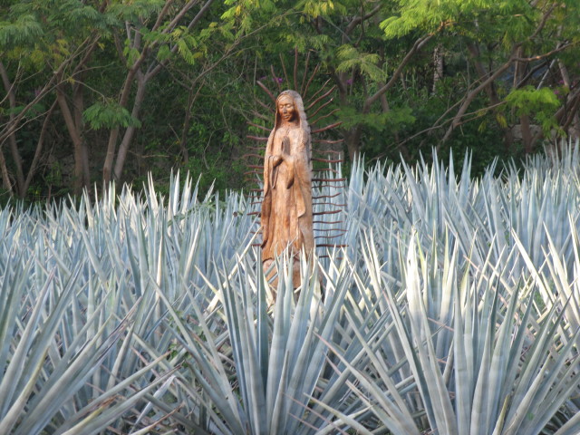 Tequila: The Heart of Agave (image credits: wikimedia)