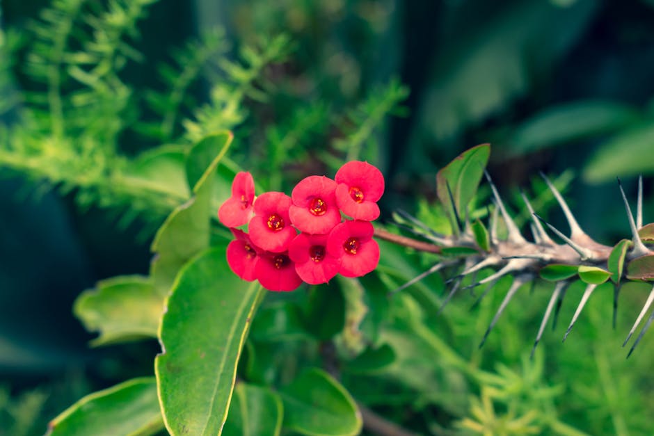 1. Christ Plant/Crown of Thorns - The Ultimate Fortress (image credits: pexels)