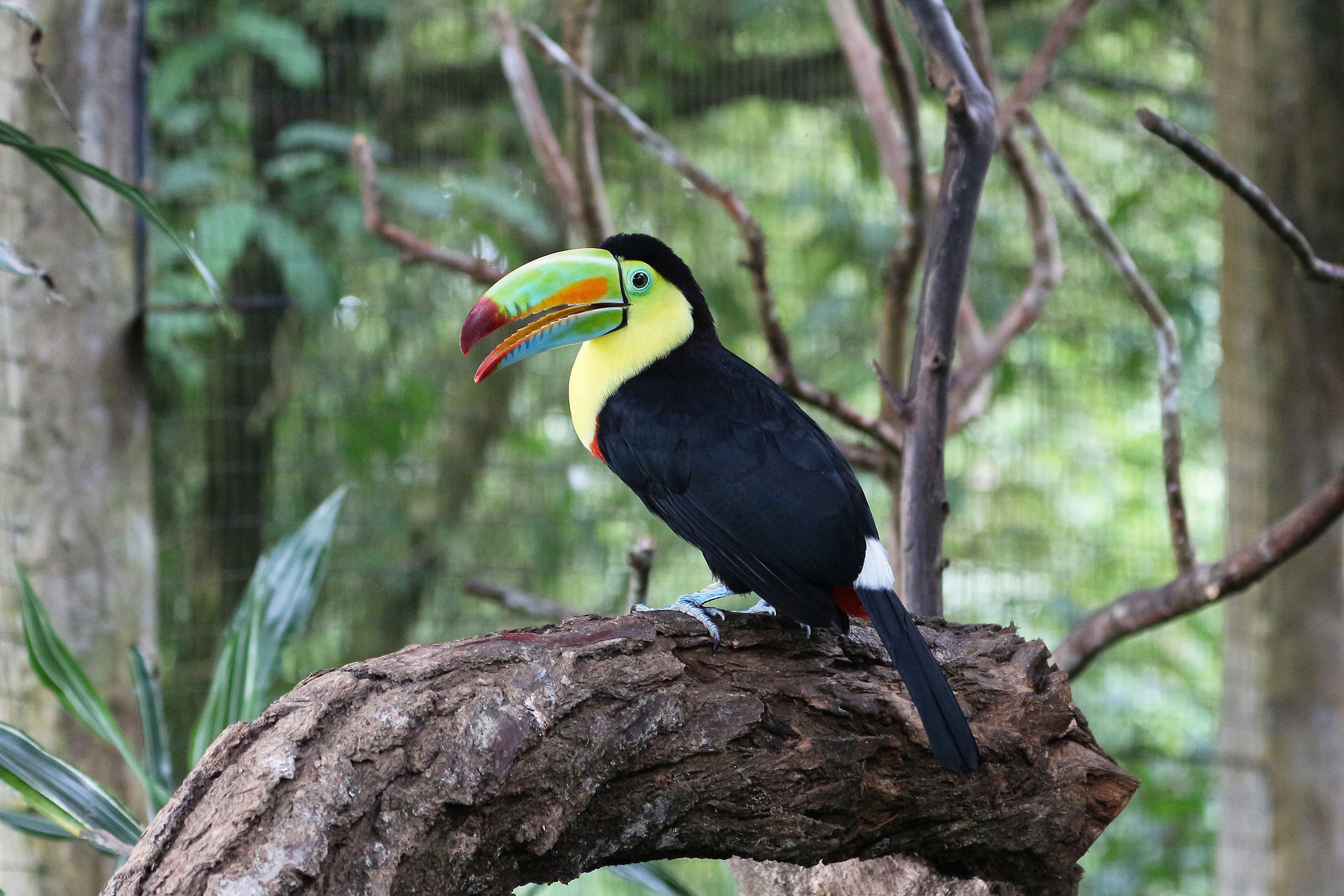 Costa Rica: Nature’s Playground (image credits: wikimedia)