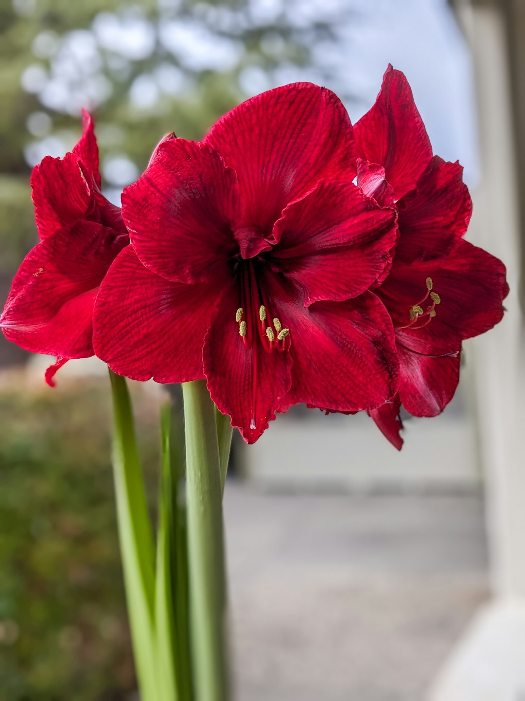 21. Amaryllis - The Toxic Beauty (image credits: unsplash)