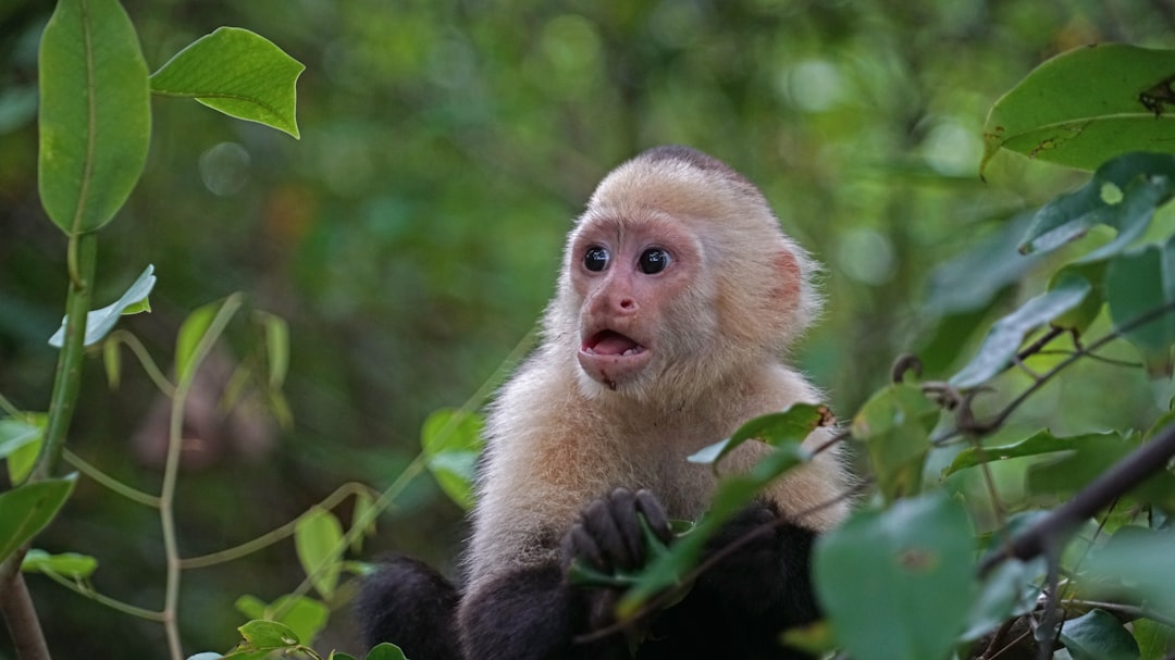 Costa Rica: Nature’s Playground for Rejuvenation (image credits: unsplash)