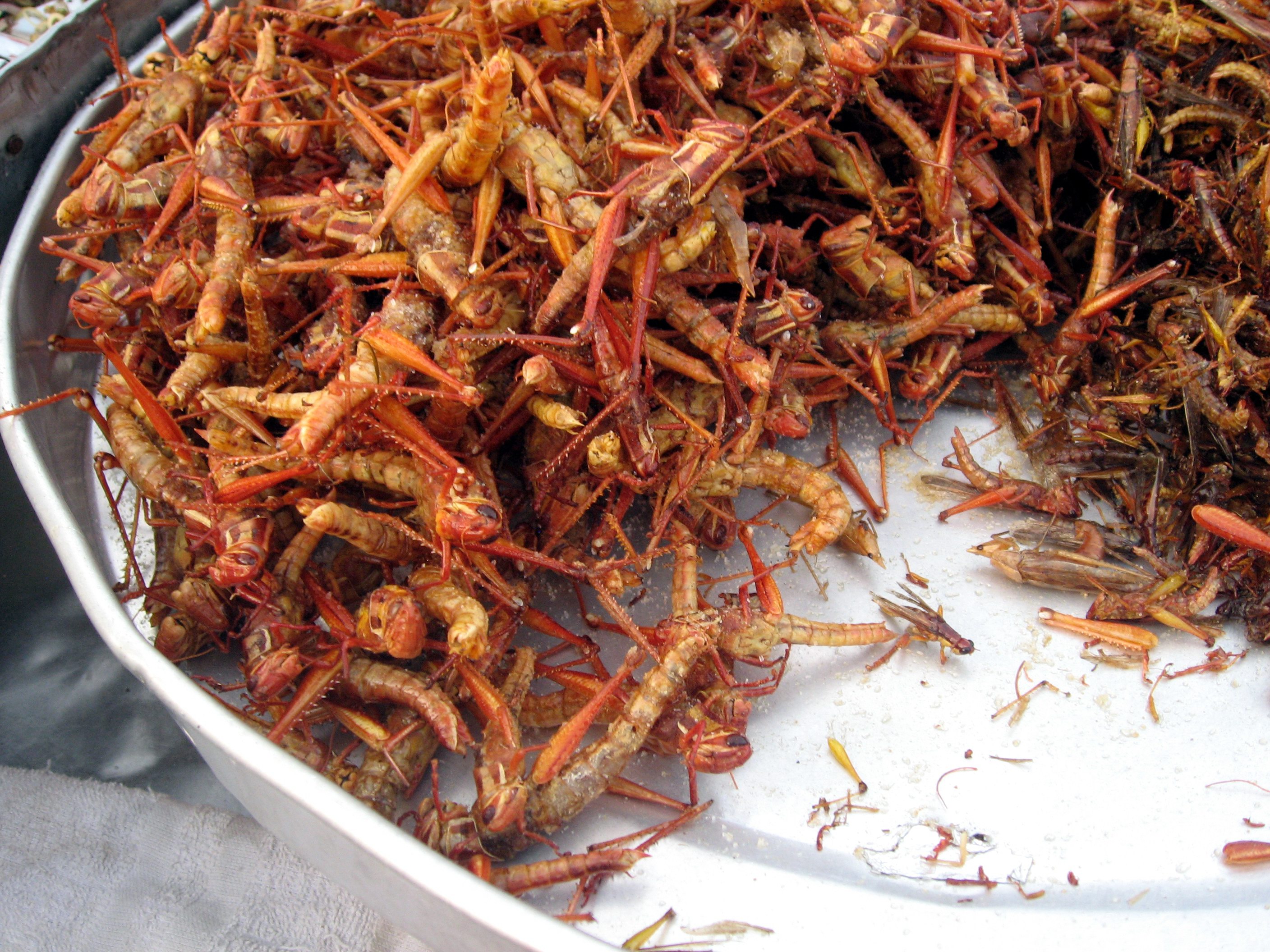 Fried Grasshoppers (image credits: wikimedia)