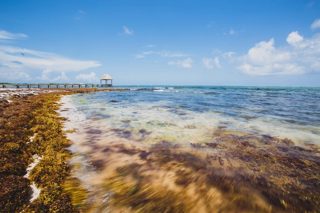 2. Tulum, Mexico - Seaweed Apocalypse (image credits: rawpixel)