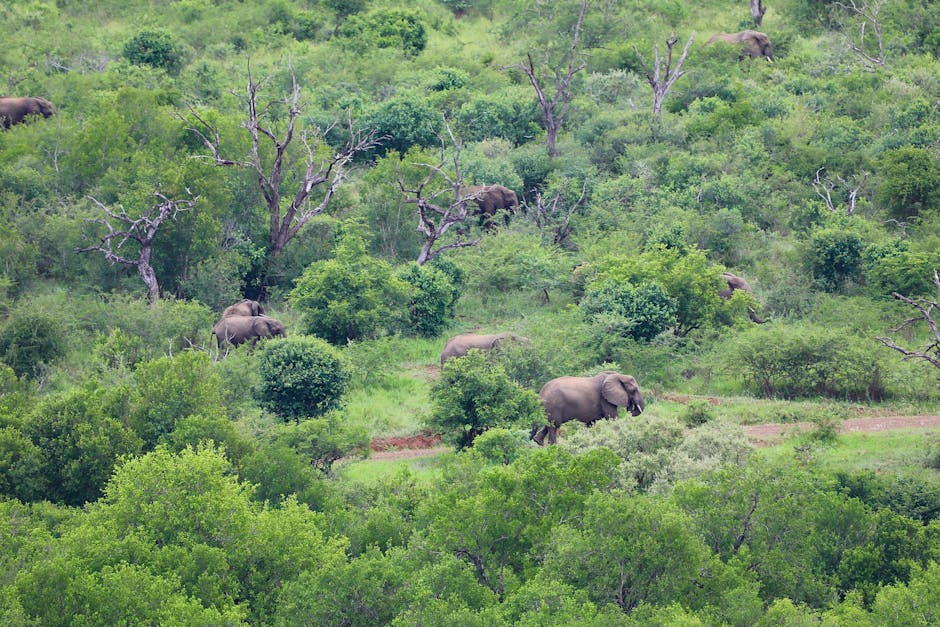 Wildlife Sanctuaries: Safe Havens for Animals