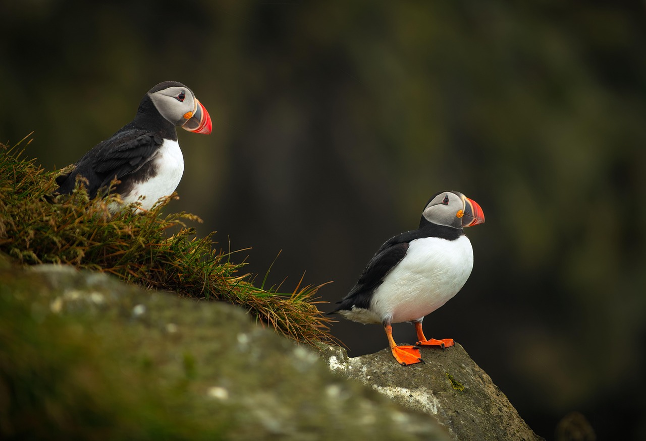 Iceland: Community and Nature (image credits: pixabay)
