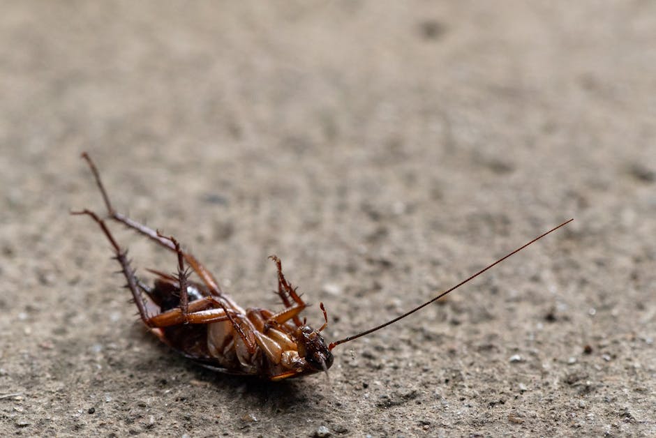 Birmingham's Steel City Roach Revival (image credits: pexels)