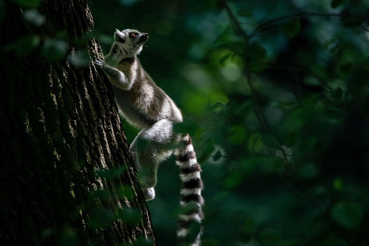 Madagascar: An Island’s Unique Wildlife Under Siege (image credits: pixabay)