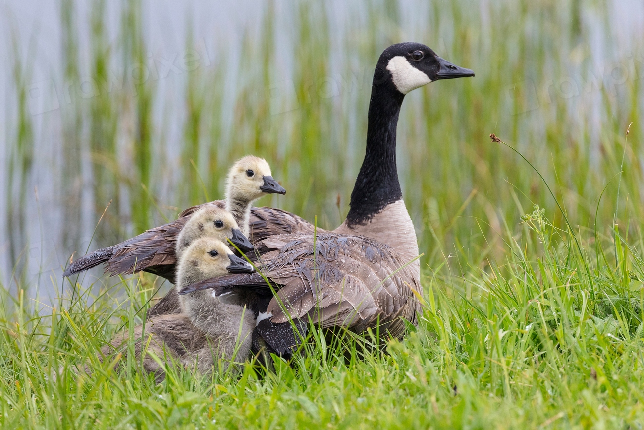 Canada: Championing Indigenous-Led Conservation (image credits: rawpixel)