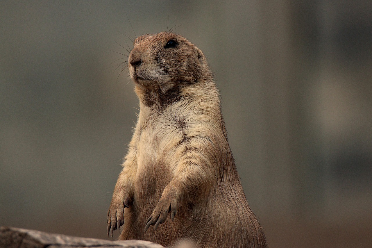 Custer State Park: Buffalo and Prairie Dogs (image credits: pixabay)