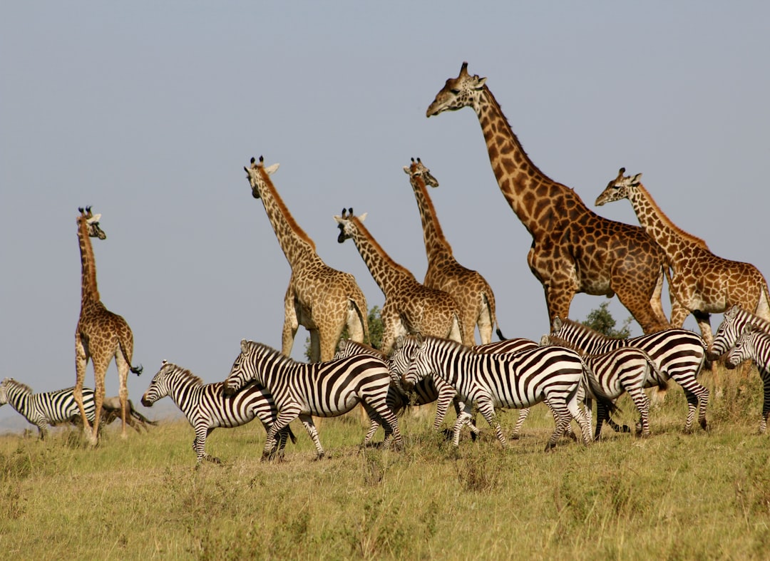 Kenya’s Maasai Mara: Community-Based Conservation (image credits: unsplash)