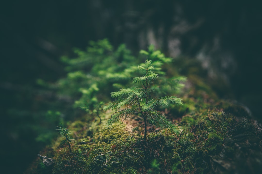 Environmental Connection: Nature as a Pillar of Happiness (image credits: unsplash)
