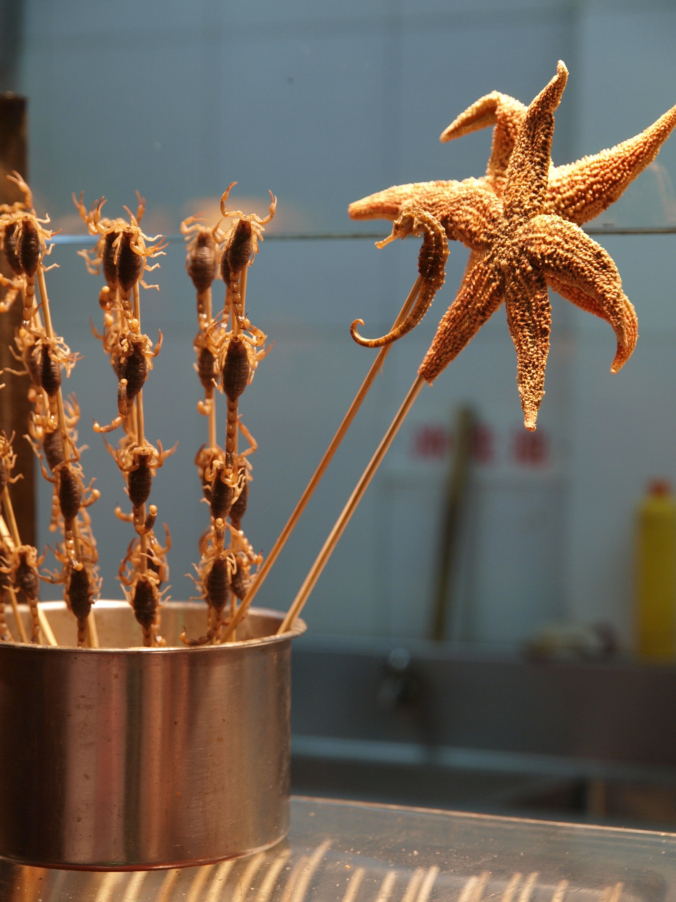 Sea Horse on a Skewer (image credits: wikimedia)