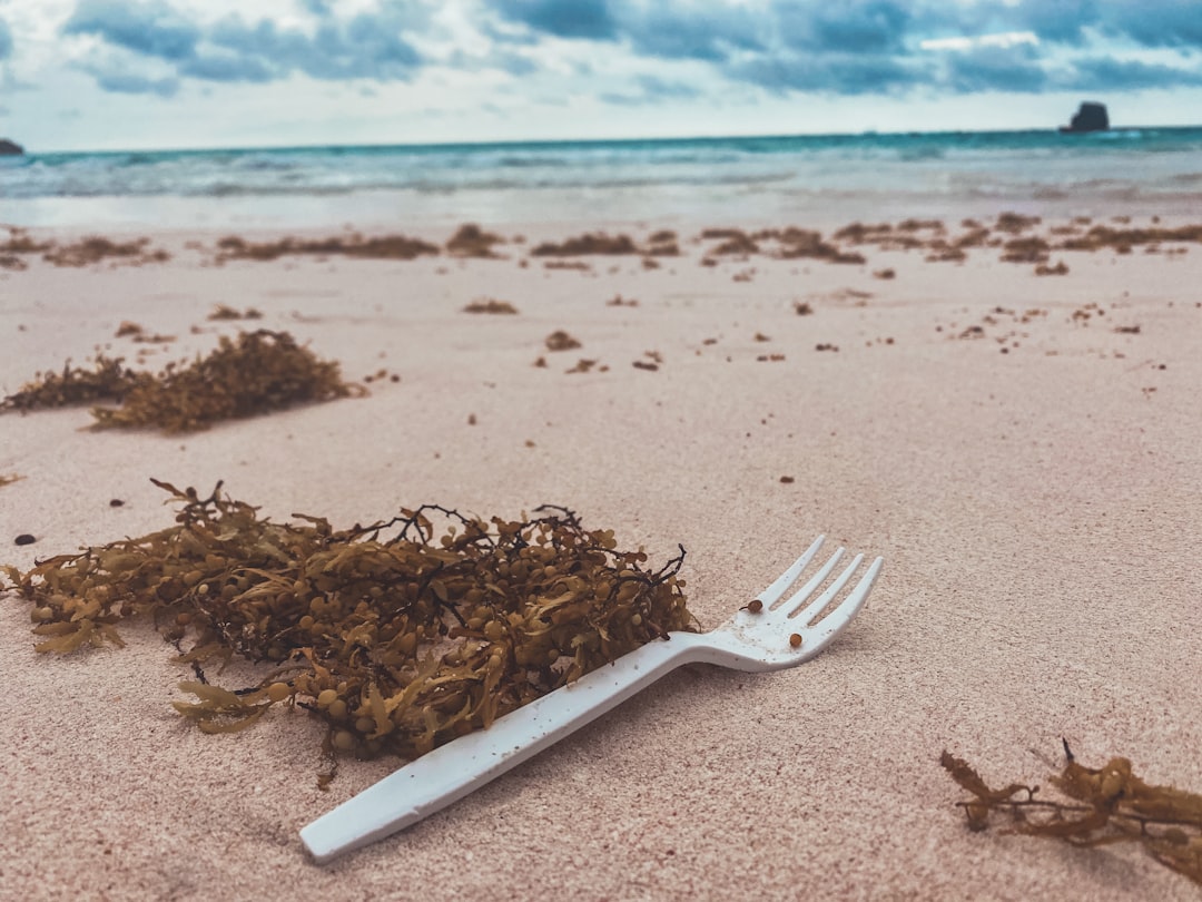 Environmental Impact of Tourism: What’s the True Cost of My Meal? (image credits: unsplash)