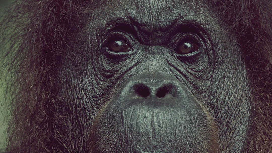 Wildlife Protection Laws (image credits: unsplash)