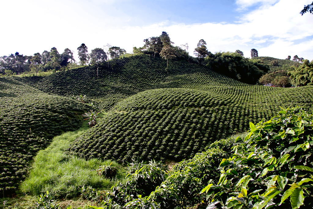 Colombia Coffee Triangle Lush Hills and Colorful Streets (image credits: wikimedia)
