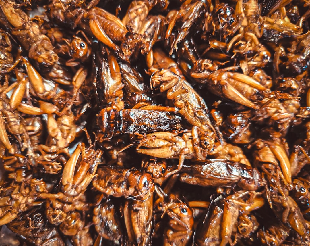 Deep-Fried Bugs (image credits: unsplash)