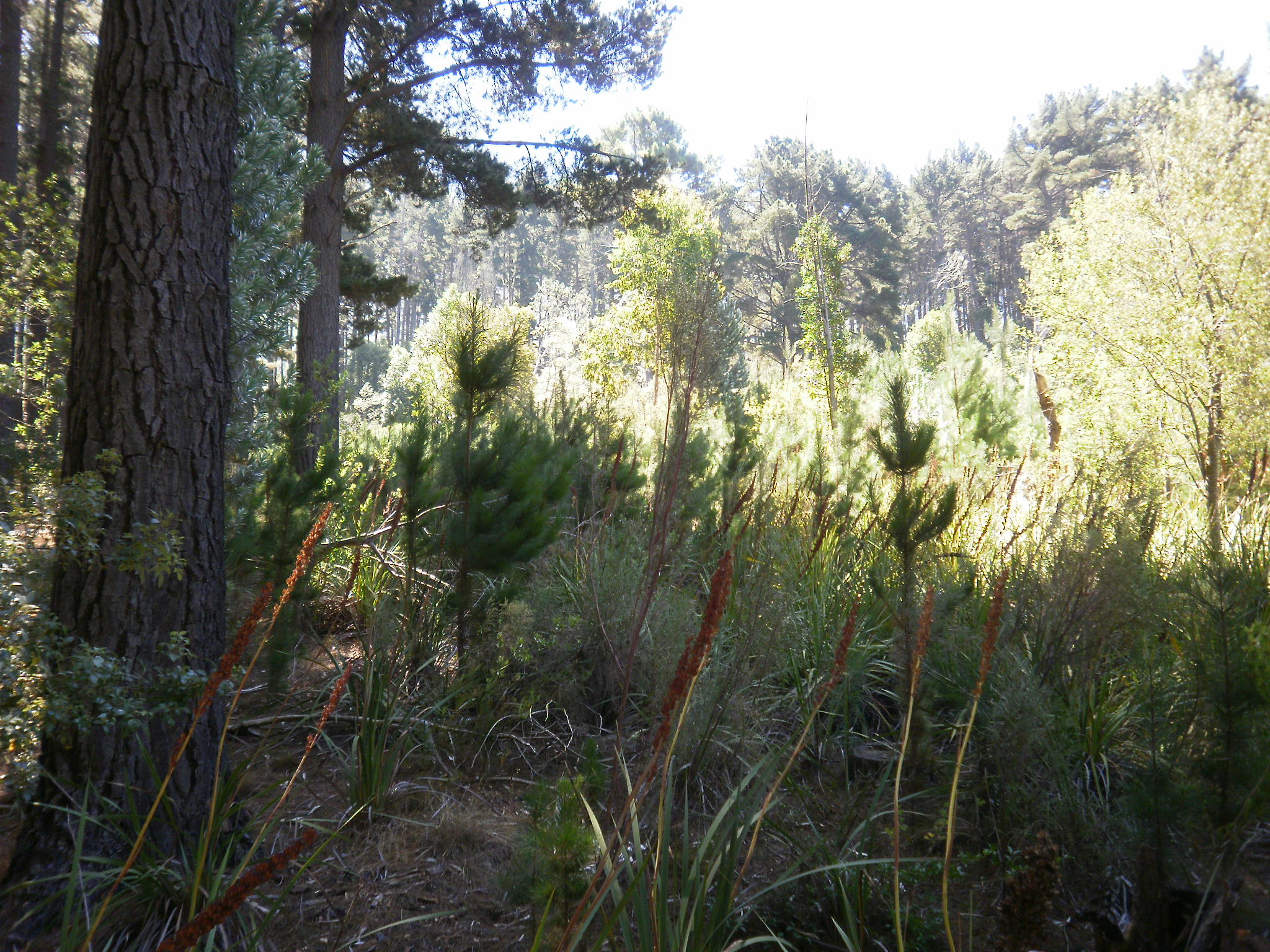 Alien Flora: The Island’s Botanical Marvels (image credits: wikimedia)