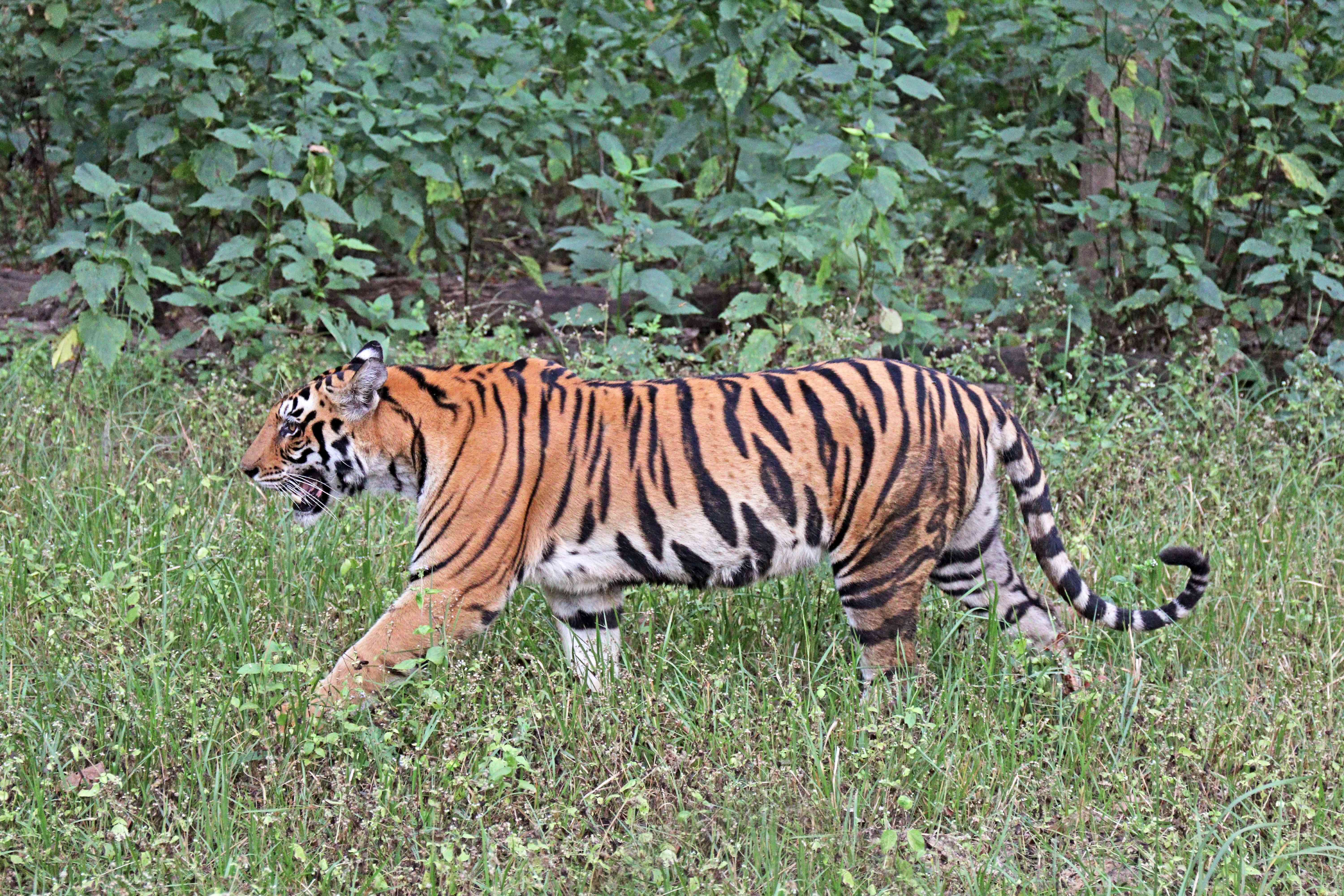 India: Rising from the Brink with Endangered Species (image credits: wikimedia)