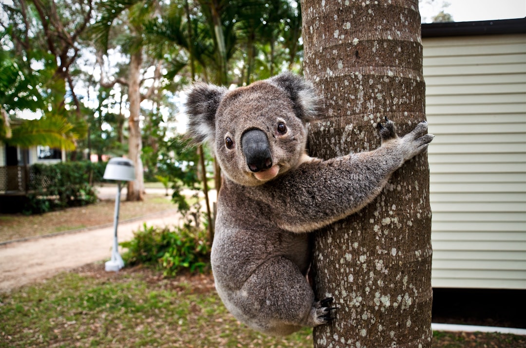 Australia: Stricter Wildlife Protection Laws (image credits: unsplash)