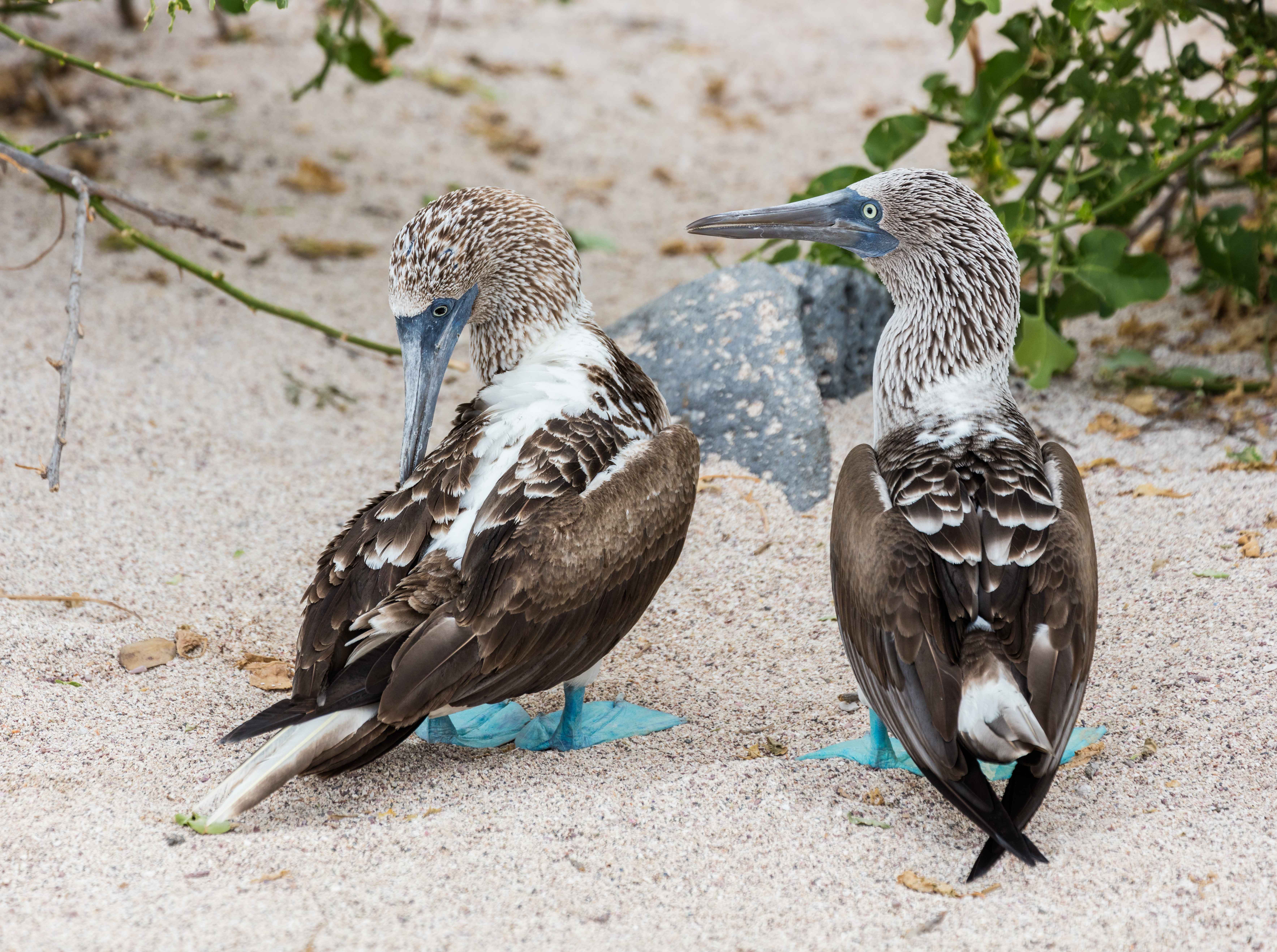 Galápagos Islands Fragile Wonders at Risk (image credits: wikimedia)